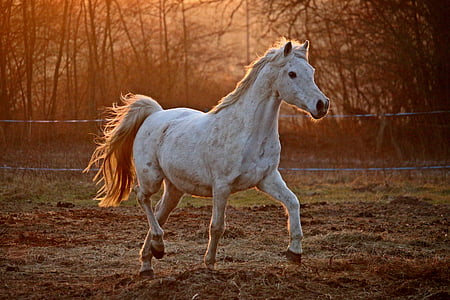 white horse on brown yard thumbnail