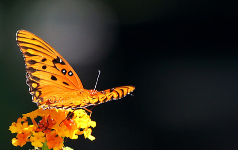 selective focus photograph of orange and black butterfly perched on flower thumbnail