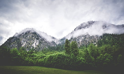 landscape photo of a green trees thumbnail