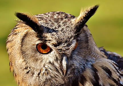 front view of a gray owl thumbnail
