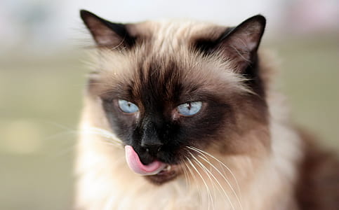 Siamese cat thumbnail