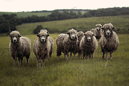 herd of white sheep thumbnail