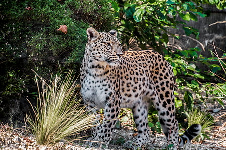Photo Of Leopard thumbnail