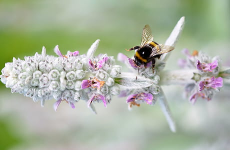 selective focus photography of black and yellow bee on white and purple petaled flower thumbnail