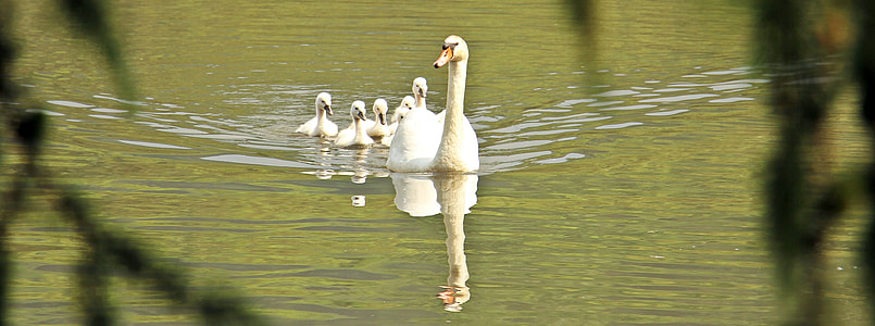 white mother goose with six geese chicks swimming on the water during daytime thumbnail