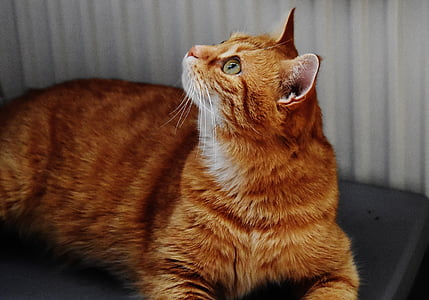selective focus photography of orange tabby cat thumbnail