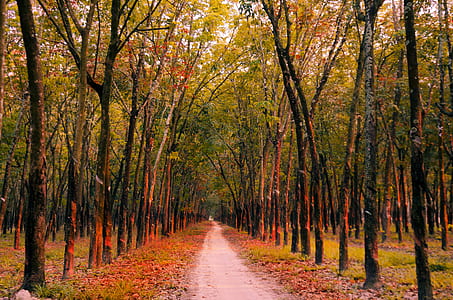 walkway beside green leafed trees thumbnail