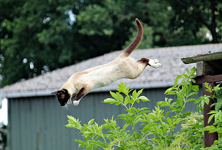 siamese cat jumping near green leaves thumbnail