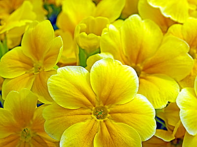 yellow petaled flowers thumbnail