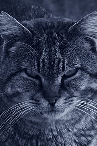 Cat in Grayscale Photo thumbnail