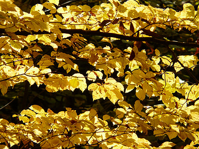 yellow  leaves three thumbnail
