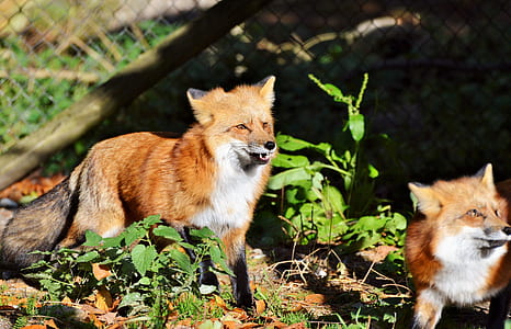 two red foxes standing near plants thumbnail