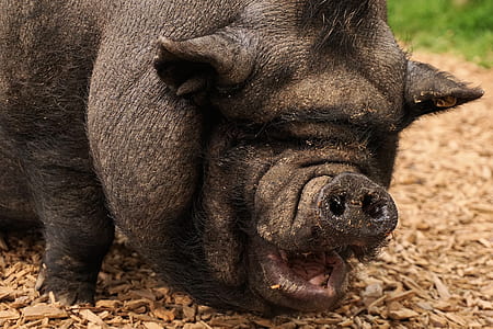 boar on brown ground thumbnail