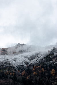 frozen trees near hills thumbnail