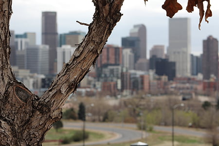 shallow focus photography of tree thumbnail