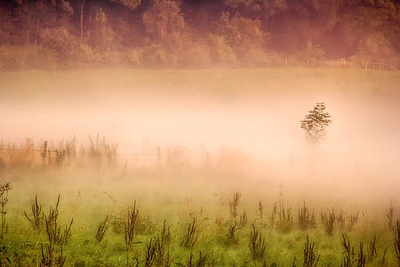 green grass field with fog thumbnail