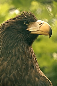 close-up photo of brown bird thumbnail