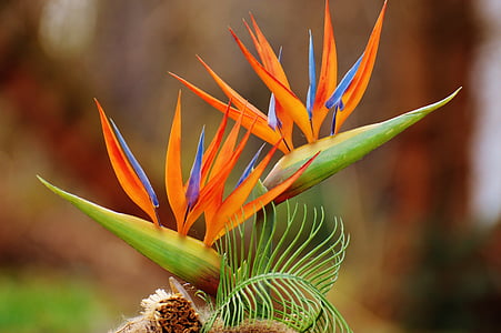orange and green plant thumbnail
