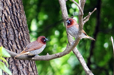 two birds on tree branch during daytime thumbnail