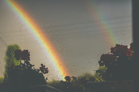 photo of rainbows and red petaled flowers thumbnail