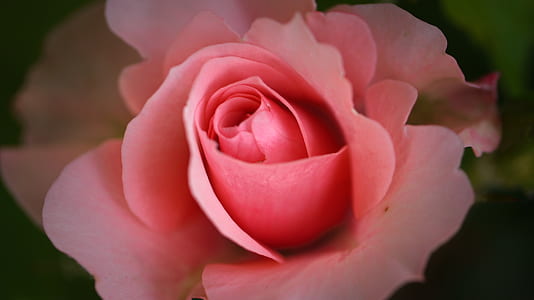 pink rose thumbnail
