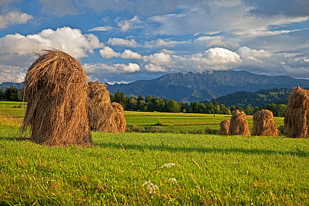 green grass thumbnail