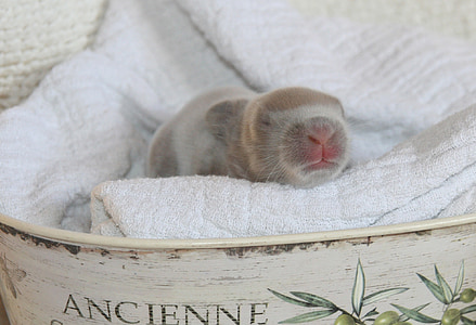 brown and white bunny on white garment thumbnail