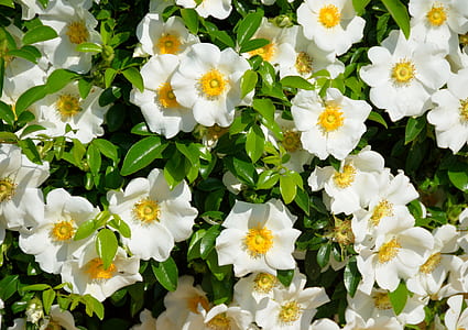 white-and-yellow flowers thumbnail