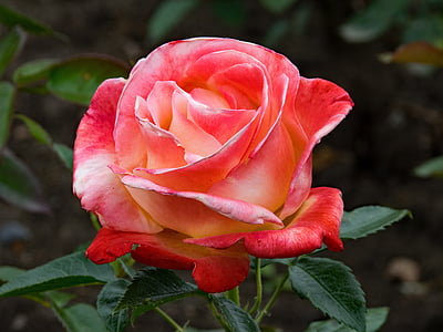 red rose thumbnail