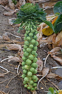 green vegetable on ground thumbnail