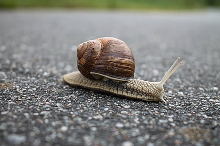 closeup photography of snail on road thumbnail