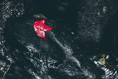 maple leaf floating on water thumbnail