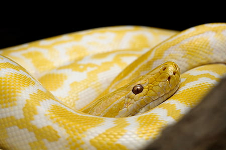 yellow and white python closeup photo thumbnail