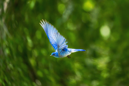 blue and gray short-beaked bird thumbnail