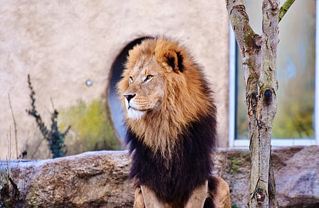 brown and black lion sitting beside tree thumbnail