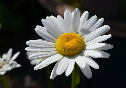 oxeye flower thumbnail