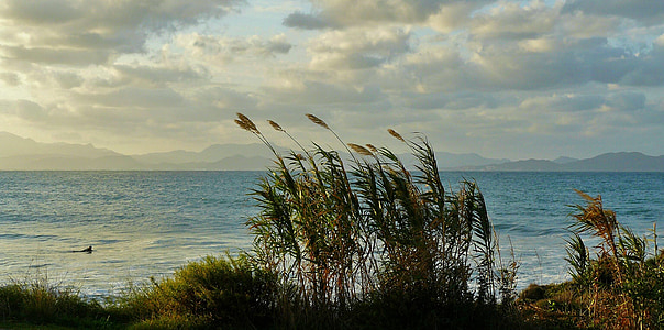 green grasses beside sea landscape photography thumbnail