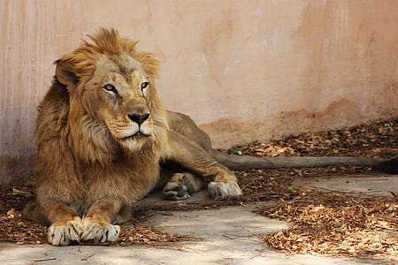 Lion lying on floor photo thumbnail