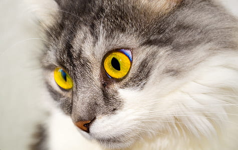 selective focus photography of brown adult cat thumbnail