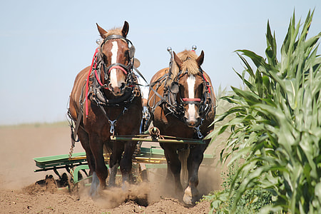 two brown horse beside green leaf plant thumbnail