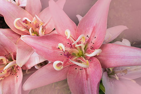 closeup photo of pink petaled flowers thumbnail