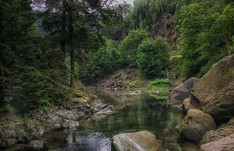 photo of body of water surrounded by trees thumbnail