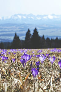 purple petal flowers thumbnail