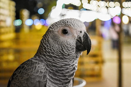 Shallow Focus Photography of Gray Parrot thumbnail