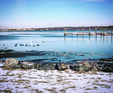 birds on blue body of water during daytime thumbnail