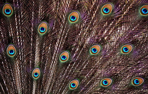 peacock feathers digital wallpaper thumbnail