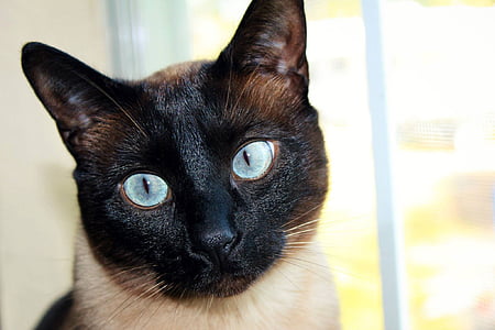 close view of Siamese cat thumbnail