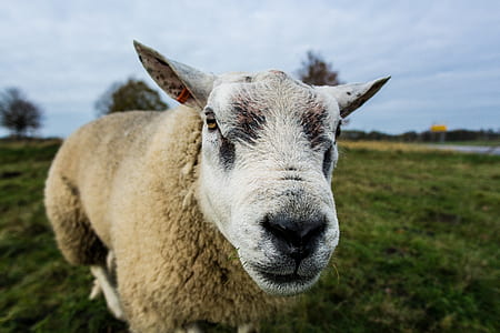 Close Up Photography of White Sheep thumbnail