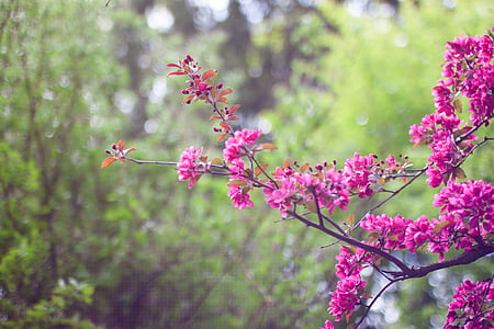 shallow focus photography of pink petal flower thumbnail