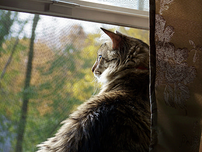 brown tabby cat on window thumbnail